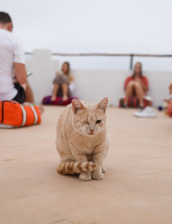 pirate_cat